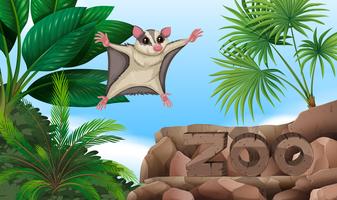 Sugar glider flying over the zoo sign vector