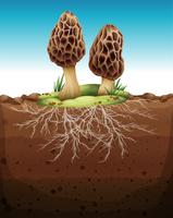 Mushroom growing from underground vector