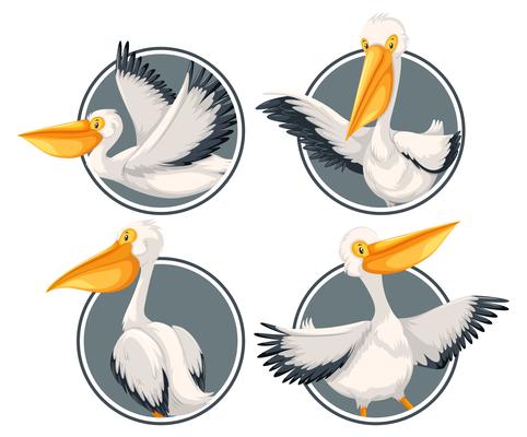 A pelican on sticker template