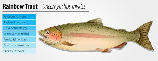 Trucha arcoiris - Oncorhynchus mykiss vector