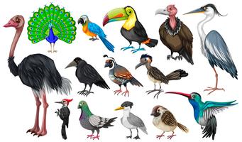 Set of wild birds vector