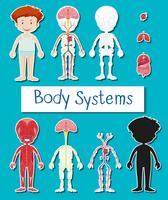 Little boy and body system poster vector