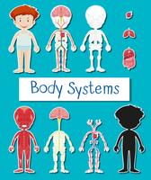 Little boy and body system poster vector