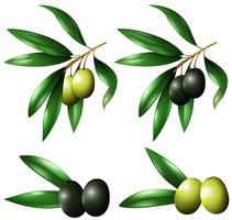 Green and black olives on branch vector