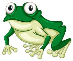 Green frog on white backgound vector