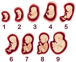 Un vector del desarrollo de embriones humanos