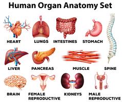 Conjunto de anatomía del órgano humano. vector