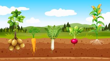 Hortalizas agrícolas y raíz subterránea vector