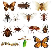 Diferentes tipos de insectos salvajes. vector