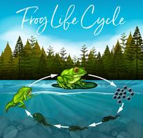 frog life cycle concept vector