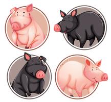 Set of pig on circle template vector