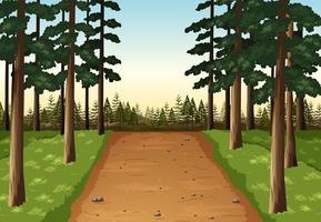 Background scene with pine forest vector