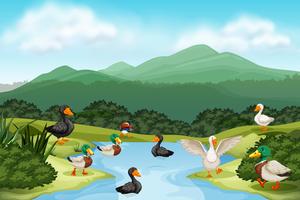 Ducks in pond scene vector