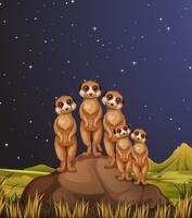 Meerkats standing on rocks at night vector