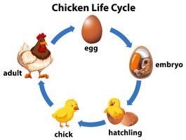 Science chicken life cycle vector