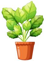 Green plant in clay pot vector