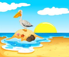 Pelican Bird on the Beach vector