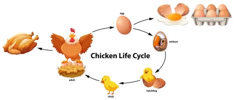 La ciencia del ciclo de vida del pollo vector