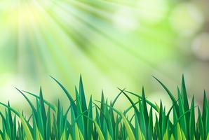 Background scene with green grass vector