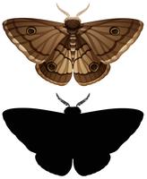 Set of colour moth and silhouette vector