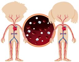 Anatomía de un niño y una niña vector