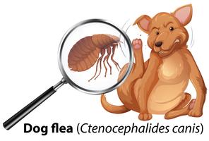 Dog with flea magnified vector