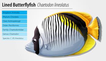 Lined butterflyfish vector