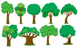 Set of various trees vector