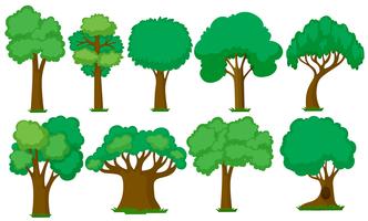 Conjunto de varios arboles vector