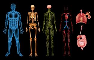 Human body systems vector