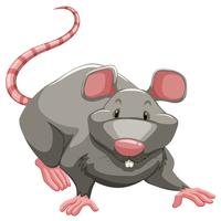 Grey rat vector