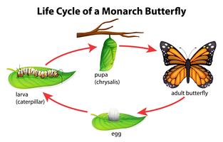 Mariposa monarca vector