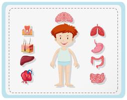 Boy and different parts of body vector