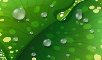 Waterdrops on green leaf vector