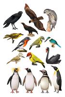 Diferentes tipos de aves vector