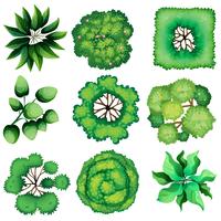 Topview of leaves vector