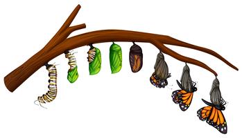 Un conjunto de ciclo de vida de la mariposa vector