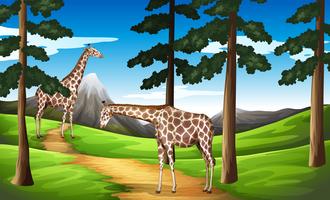 Giraffes in the forest vector