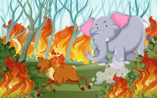 Los animales huyen de los incendios forestales. vector