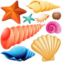 Different types of seashells vector