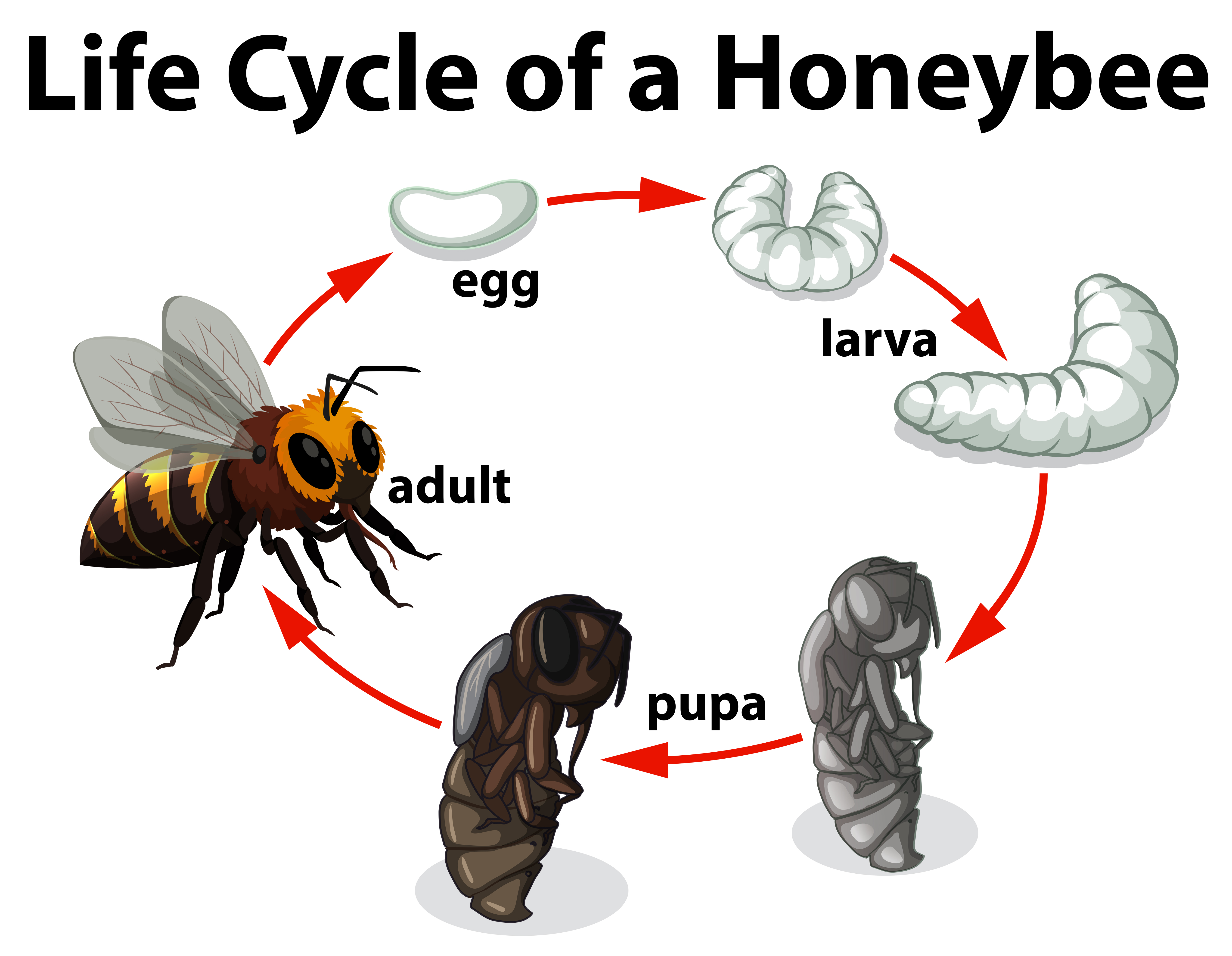 Life Cycle Of A Honeybee Download Free Vectors Clipart Graphics Vector Art