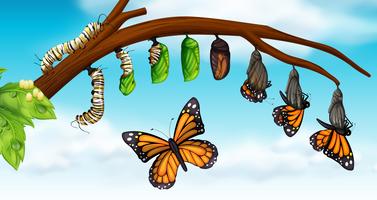 Un ciclo de vida de la mariposa. vector