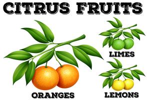 Citrus fruits on branches