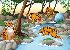 Four tigers living by the river