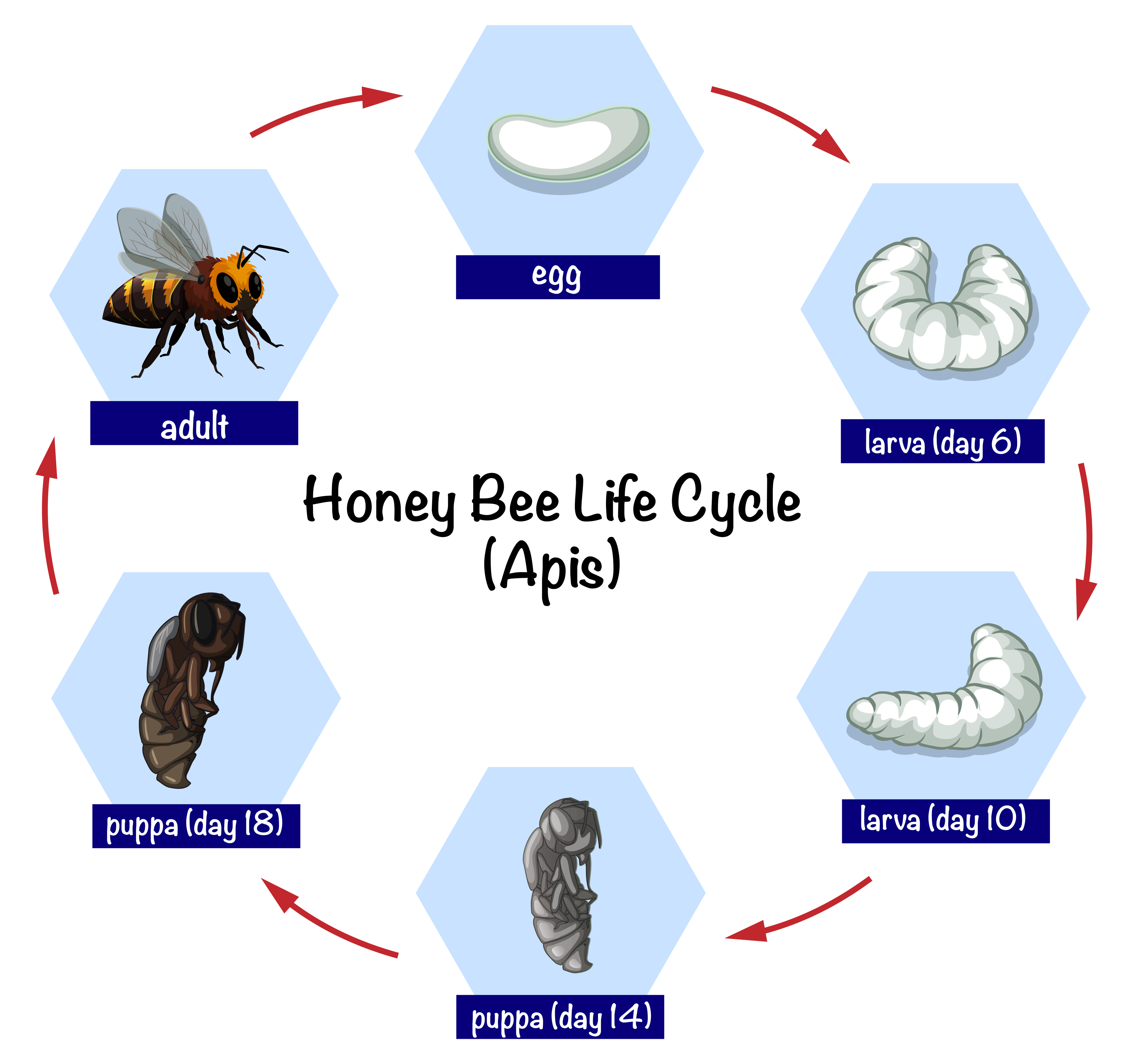 Honey Bee Life Cycle Download Free Vectors Clipart Graphics Vector Art