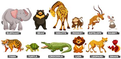 Animales salvajes en muchos tipos. vector