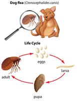Un ciclo de vida de la pulga de perro. vector