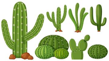 Diferentes tipos de plantas de cactus. vector