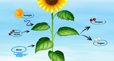 Diagrama de síntesis de girasol y foto. vector