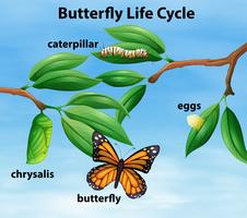 Diagrama del ciclo de vida de la mariposa vector